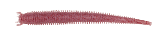 Berkley Gulp! Fat Hollow Sandworm - GSFHS4-NAT Natural, 4
