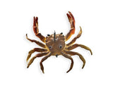 Chasebaits Crusty Crab 50mm 2 Pack - tackleaddiction.com.au